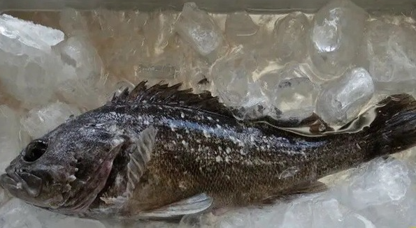輻射魚