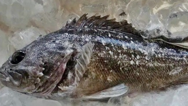 日本福島早前驚現輻射魚，當局已經即時暫停出貨。