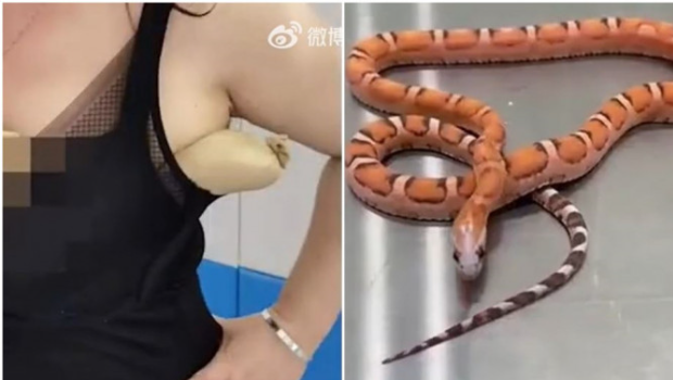 深圳海關今日透露，海關人員又發現違規攜帶入境的蛇了，這次蛇藏的位置有些奇特