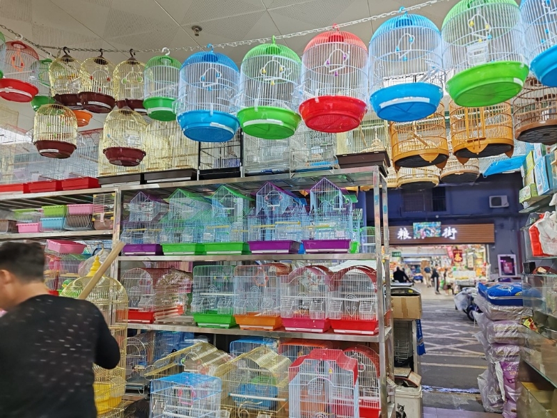 花烏蟲魚大街，可以看到售賣觀賞鳥的地方。