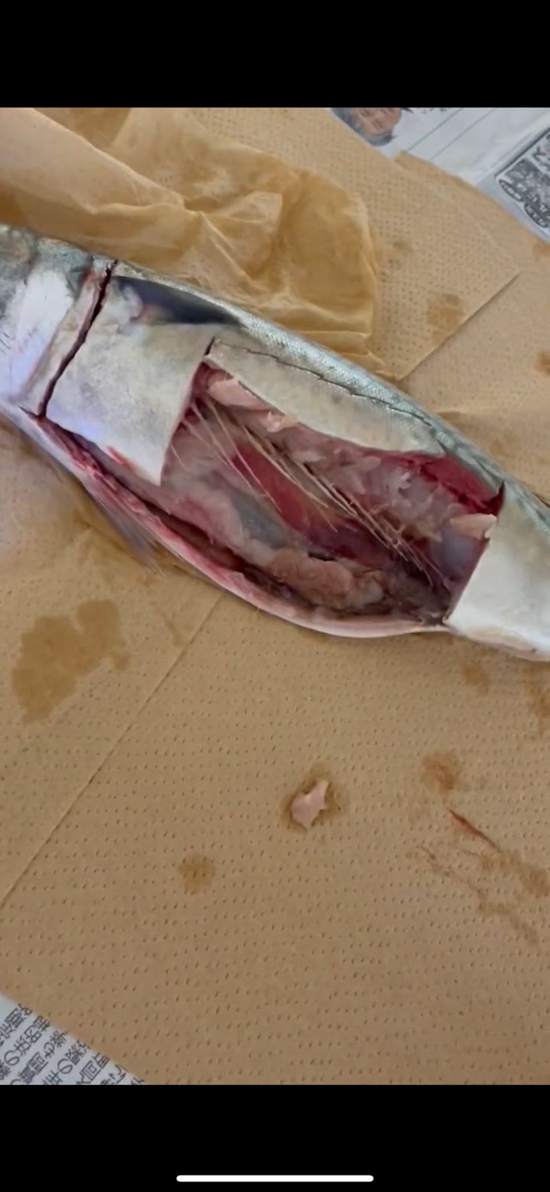在一般燈光下，被剖開鯖魚看來沒有異樣。