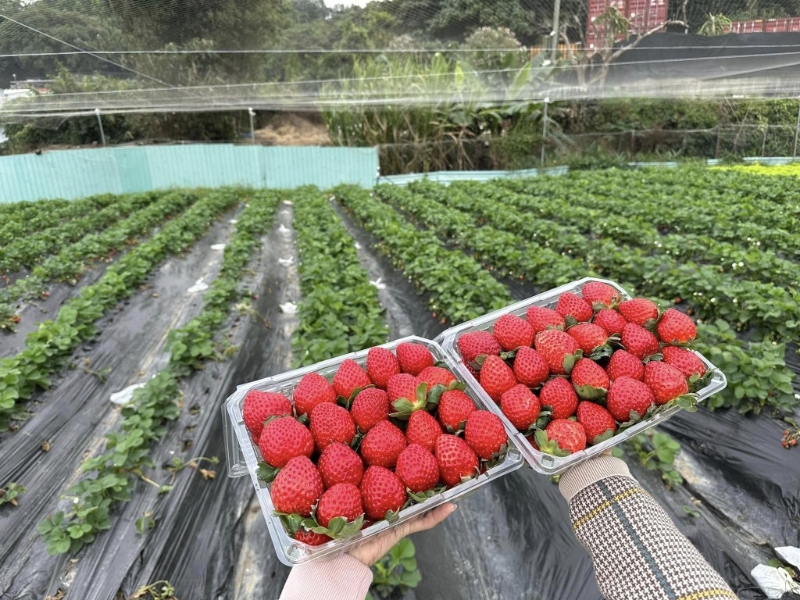 開心花園農莊提供采摘士多啤梨時段為周一至周五下午3時30分，以及周六及周日的下午1時及5時，每節采摘時間為45分鐘。 （H）