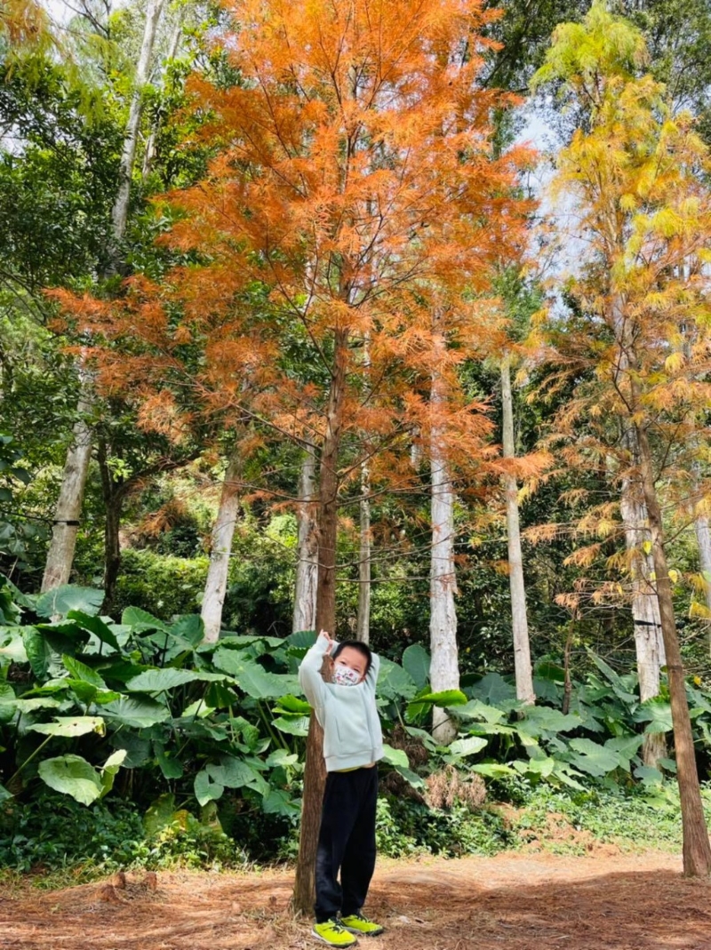 水塘西岸有一排落羽松，逢秋、冬季會轉變成橘紅色。