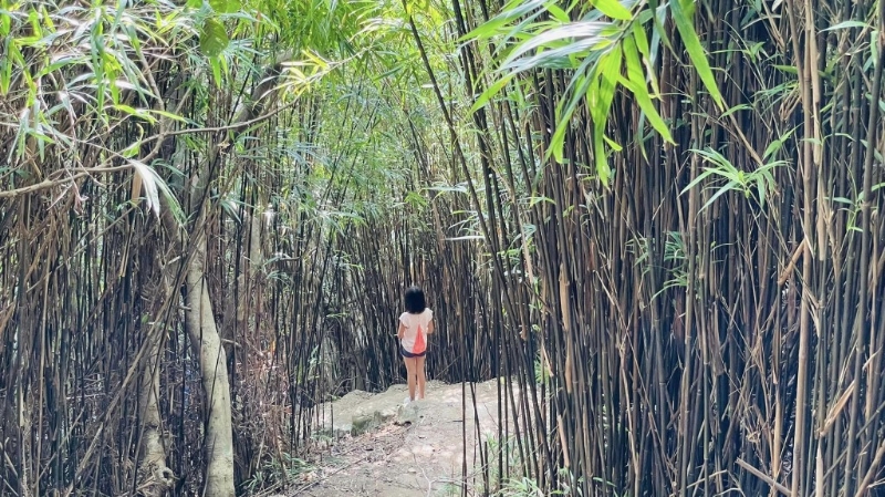 香港也有竹林深處可打卡，暫時忘記市區的煩惱，盡情讓樹林的芬多精洗滌心靈。