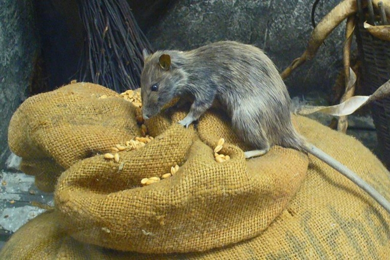 戰場的混亂、死尸、無人區，都導致老鼠肆虐。