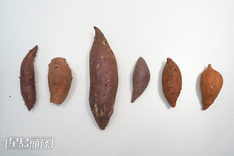 番薯大小及品種各異，吃起來的味道與口感也截然不同。