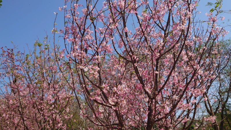 最近天水圍公園成為最新賞櫻好去處?。▓D片來源：康文署）