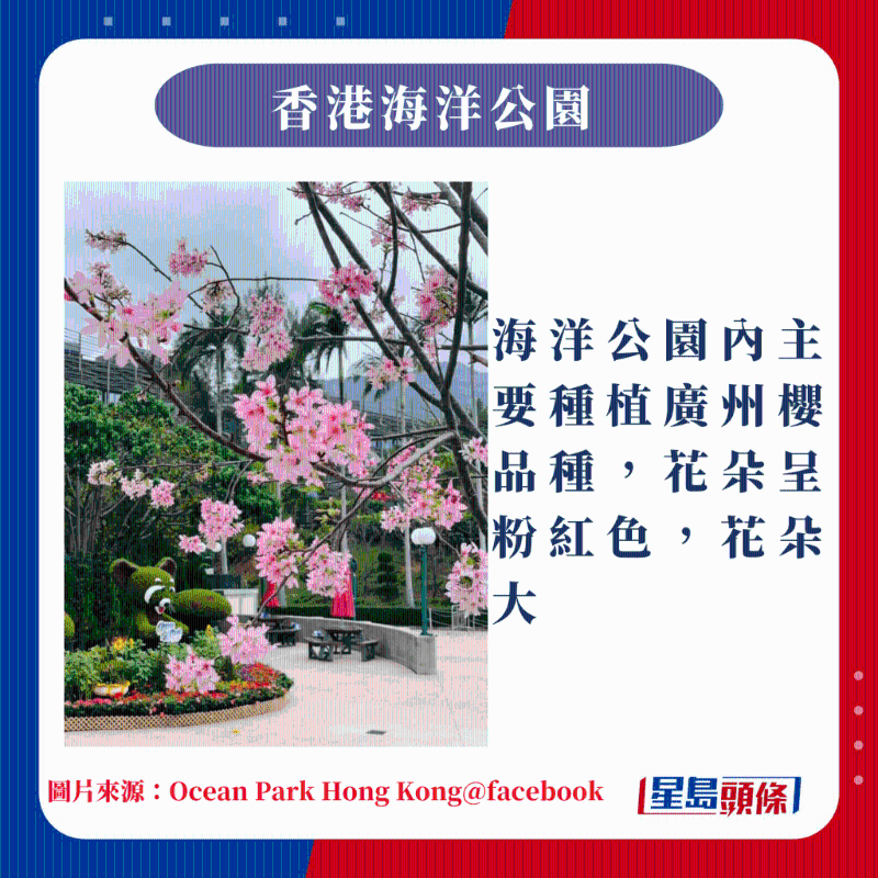 香港10大賞櫻熱點｜海洋公園內主要種植廣州櫻品種，花朵呈粉紅色，花朵大