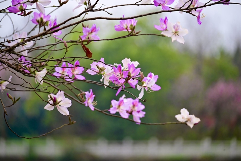 花瓣。
