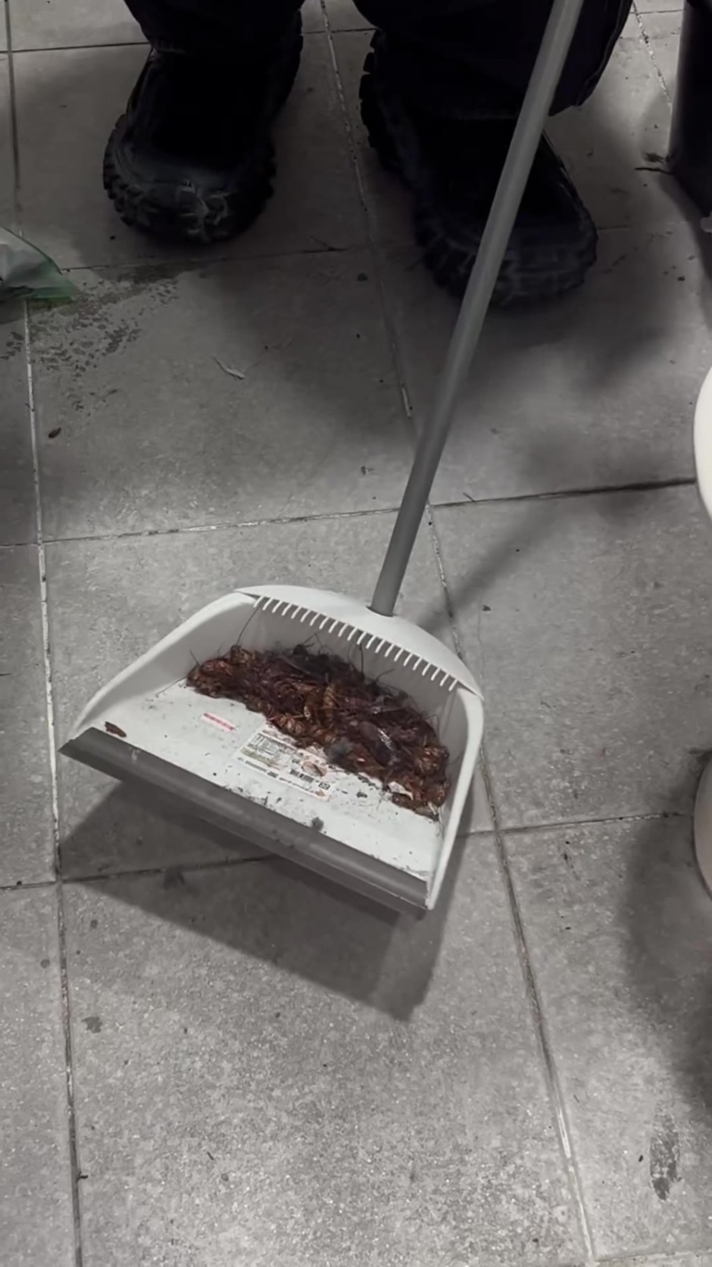 臺女分享擊殺蟑螂短片。