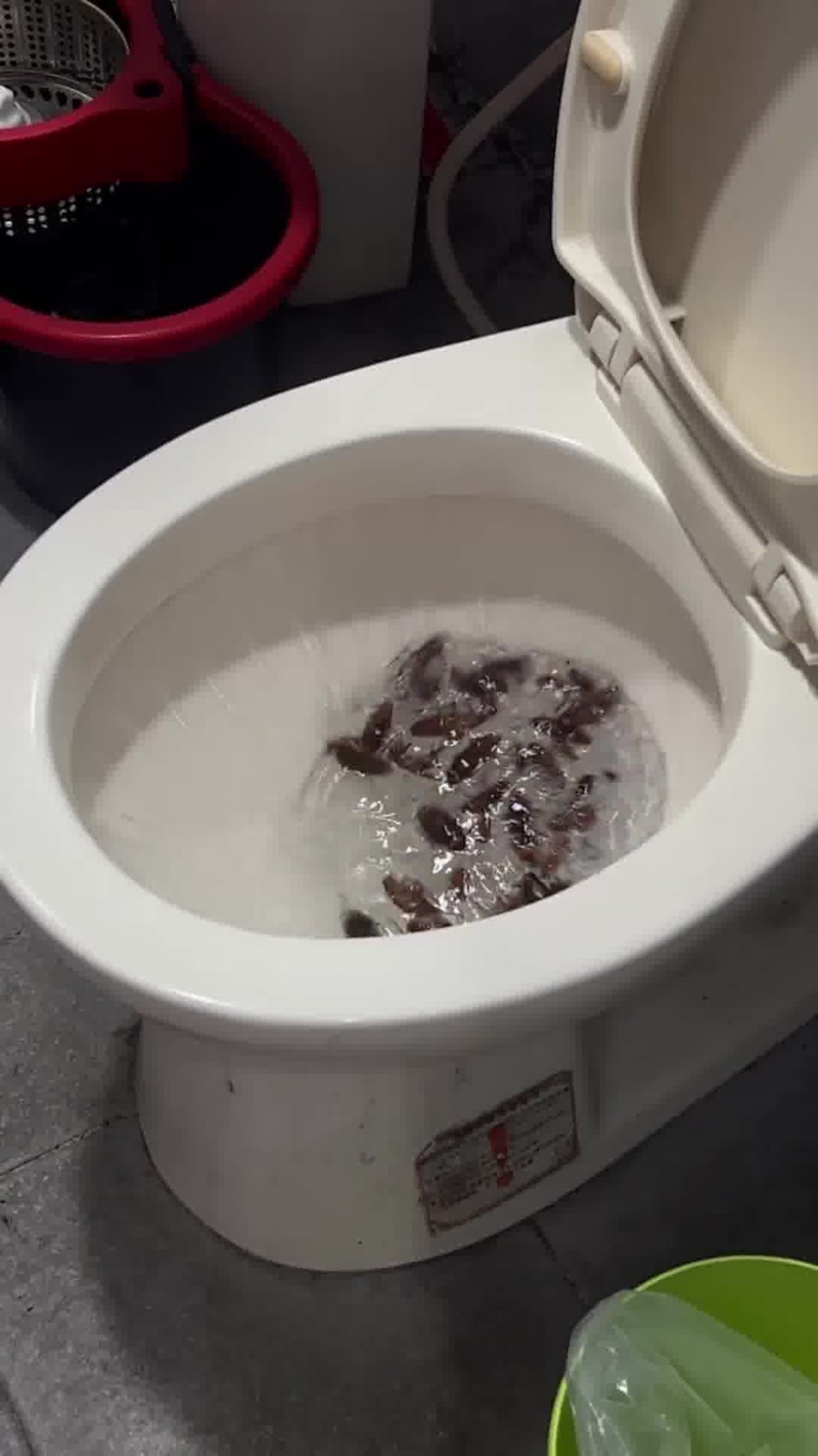 將蟑螂尸倒進馬桶沖走。