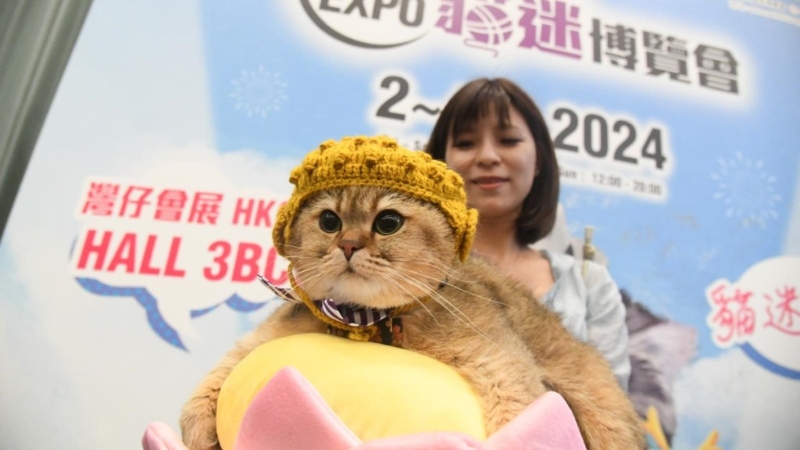 貓迷博覽會去年首次舉行
