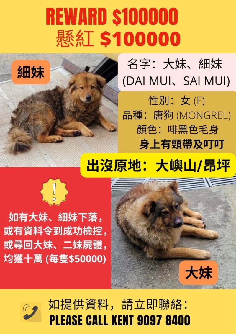 “毛守救援”創辦人Kent私人懸賞尋狗。