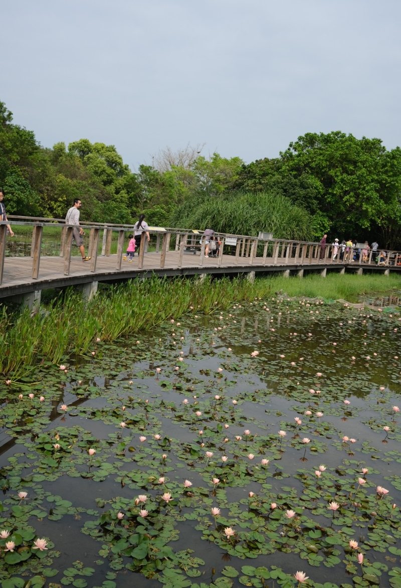 濕地公園的生物多樣性豐富， 一年四季各有不同風景，其中一個最為賞心悅目的景致，就是一片片睡蓮在淡水沼澤盛開的風姿。