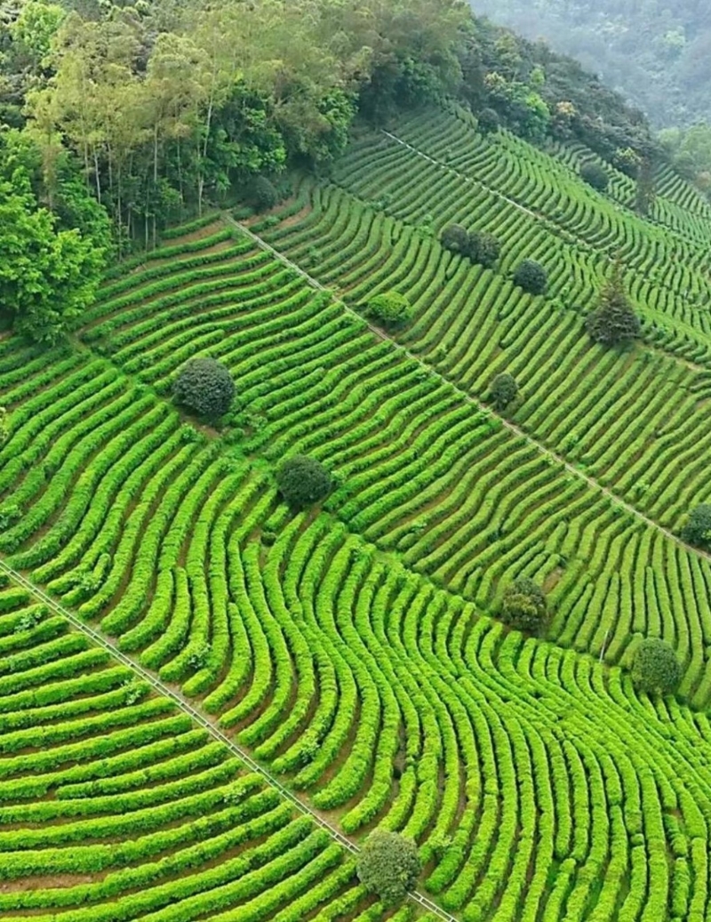 雁南飛茶田景區