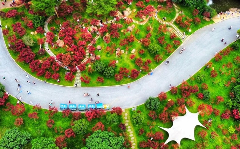 帽峰山森林公園 按官方發布的最新消息，帽峰山的紅葉已經變紅。（圖片來源：小紅書@廣州帽峰山）