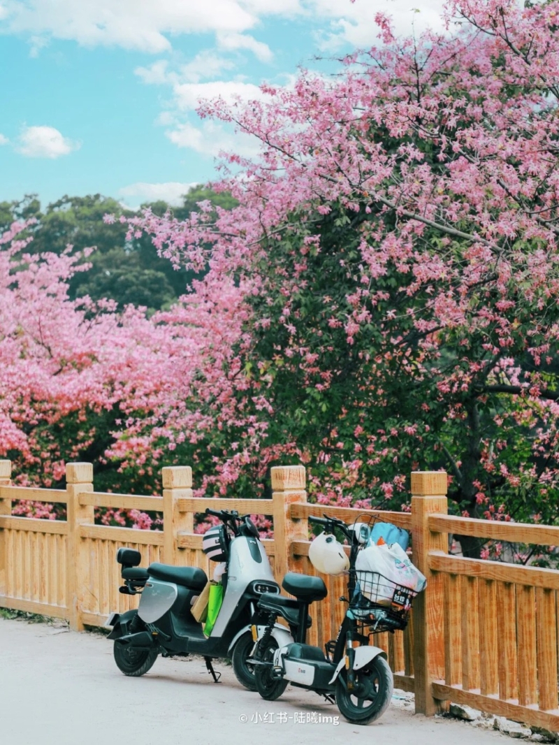 位于觀瀾河濕地公園外的異木棉每年都會沿河畔都會開花(圖片來源：小紅書@陸曦)
