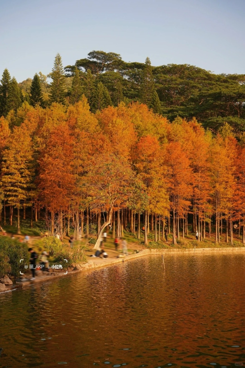 蓮花山公園位于福田區的一座小山丘，只有海拔106米（圖片來源：小紅書@麗AKP）