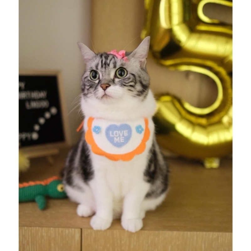 昨日（23日）都系蔡卓妍愛貓的生日。1