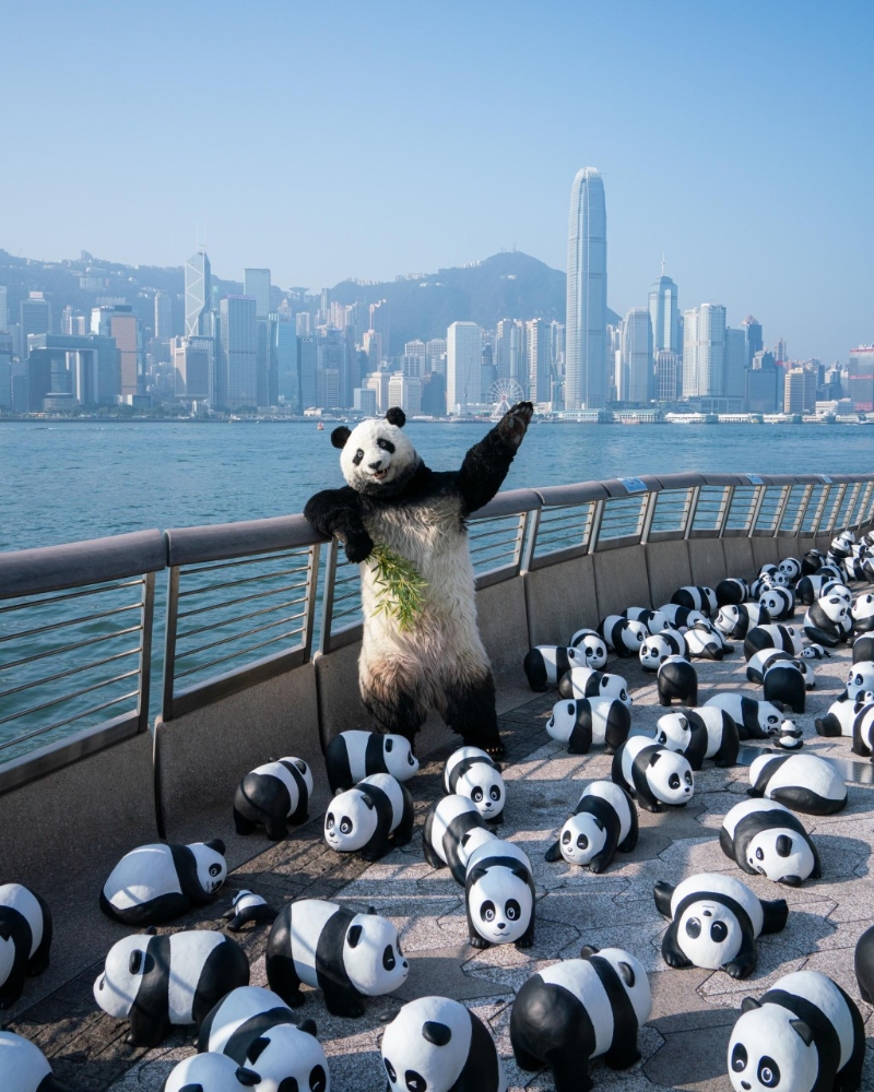 而熊貓導游“PANDA GO！ GUIDE”亦會在中午 12時正及下午5時30分現身展區，與市民見面打卡！