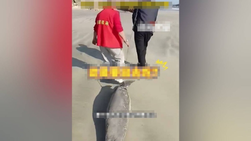 拍片者見兩名男子拖著江豚的尸體。