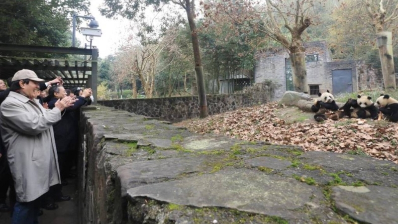 馬英九25日參觀四川大熊貓保護研究中心都江堰基地。圖：馬英九基金會