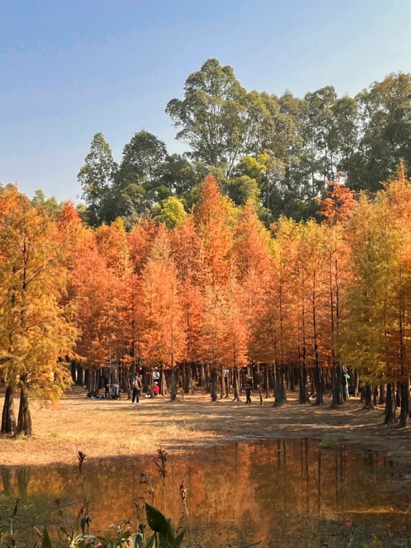 位于廣州番禺區的大夫山森林公園是廣州生態森林公園之一（圖片來源：廣州好好玩速報@小紅書）