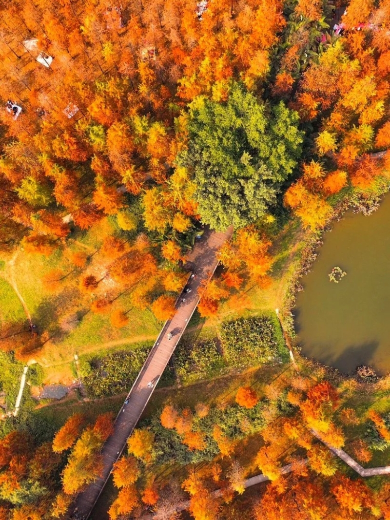 大觀濕地公園位于天河區思禮路，鄰近天河軟件園（圖片來源：阿Q帶你去旅行@小紅書）