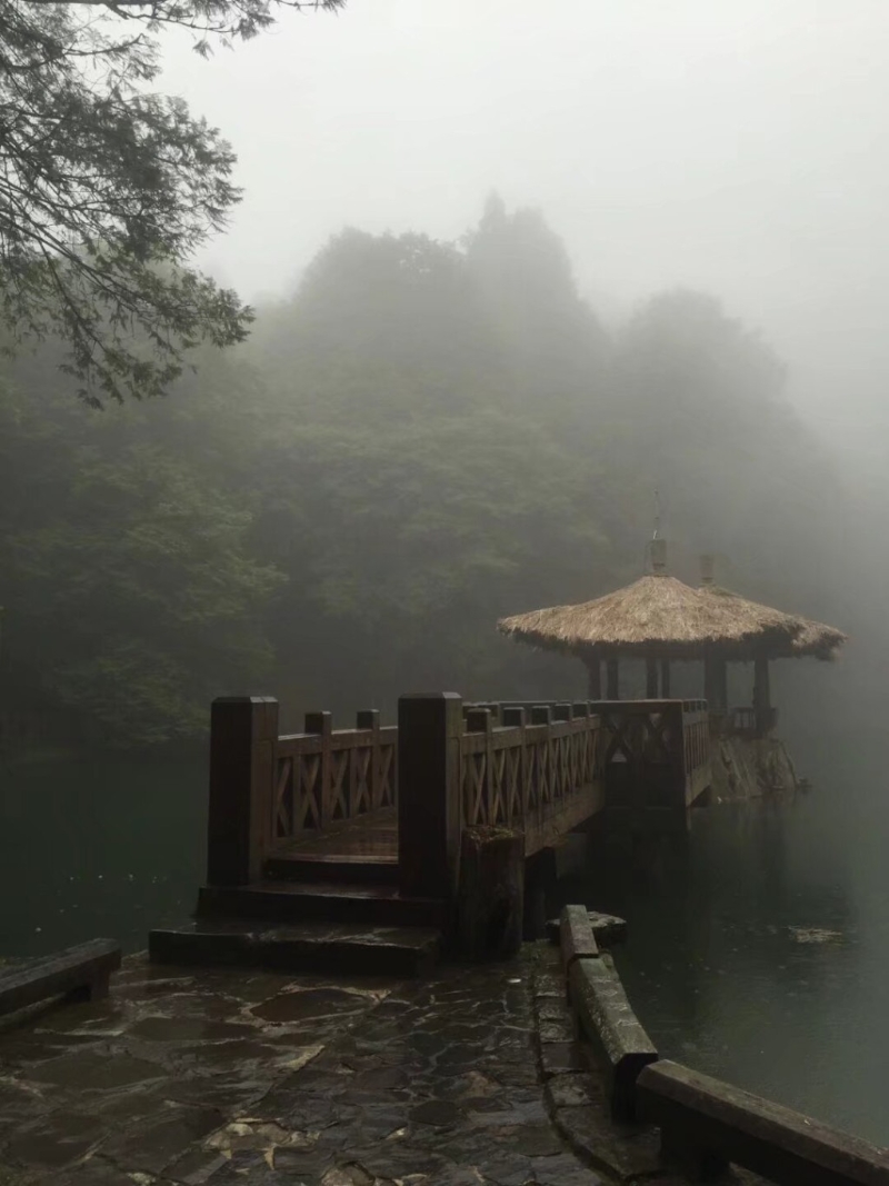 臺灣阿里山深具神秘和自然氣息。（微博）