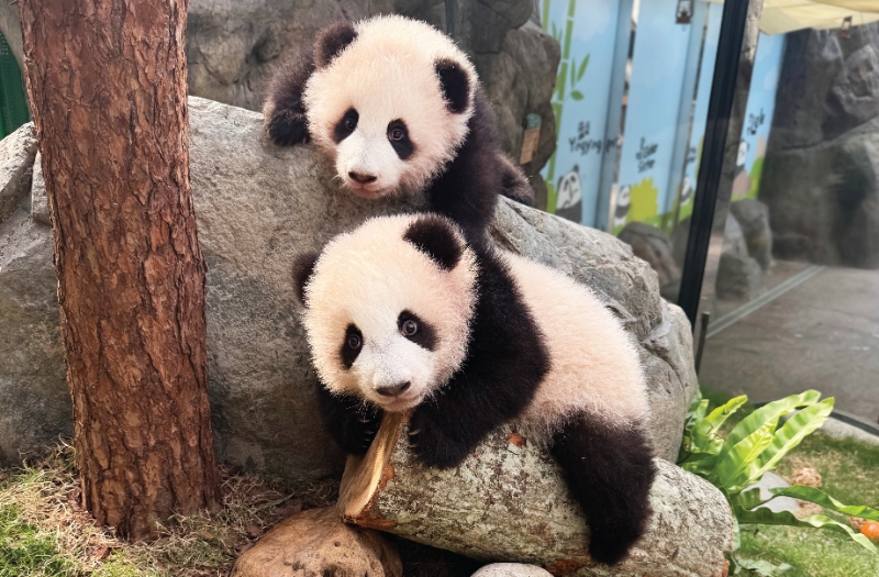 大熊貓龍鳳胎BB將于正月十九(2月16日)與公眾正式見面。海洋公園網頁圖片