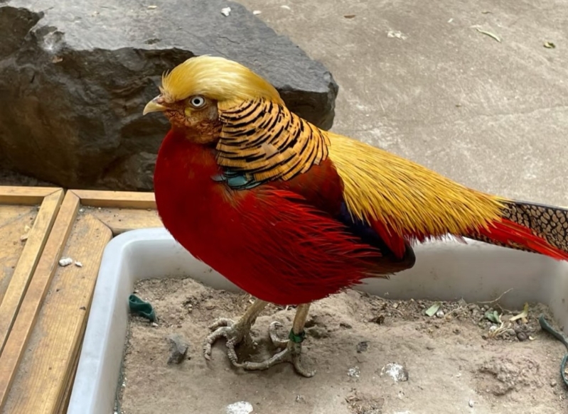 北京動物園撞臉特朗普的紅腹錦雞。